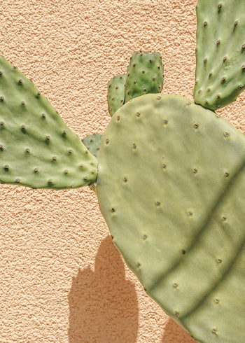 Canvastavla - Cactus Shadow