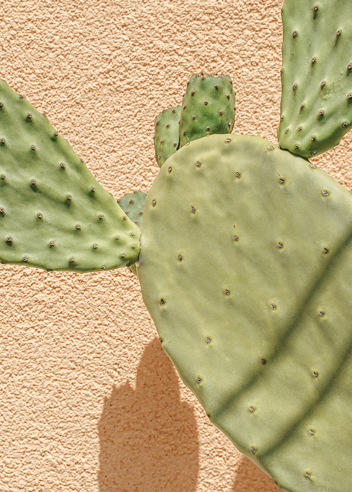 Canvastavla - Cactus Shadow