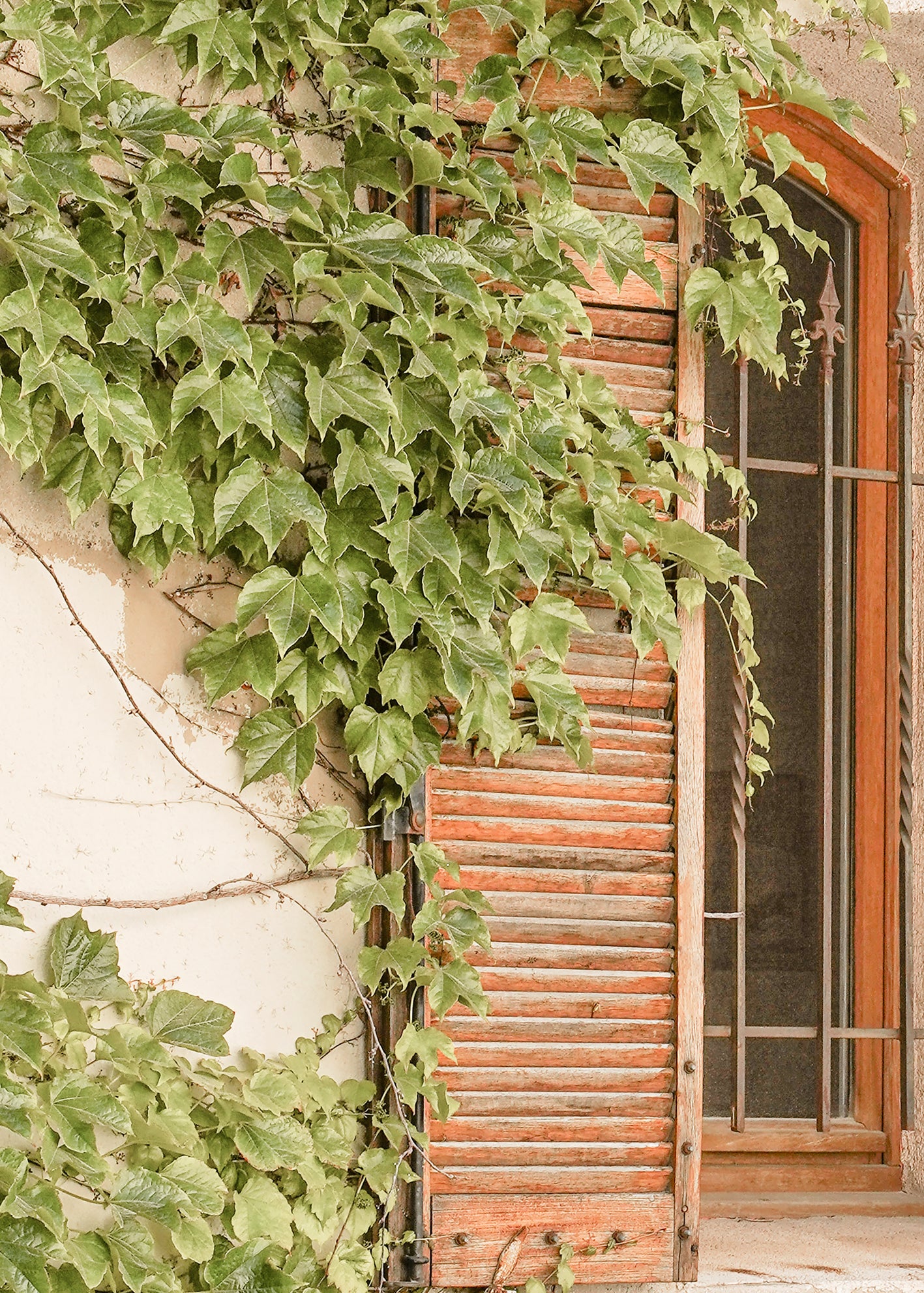 Canvastavla - Verdant Window