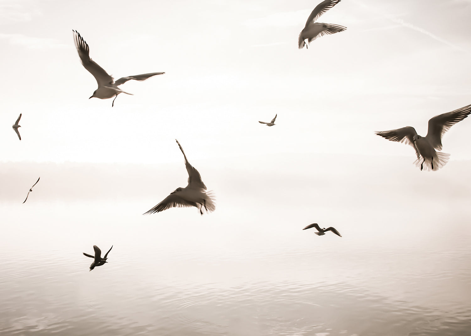 Canvastavla - Birds of Freedom