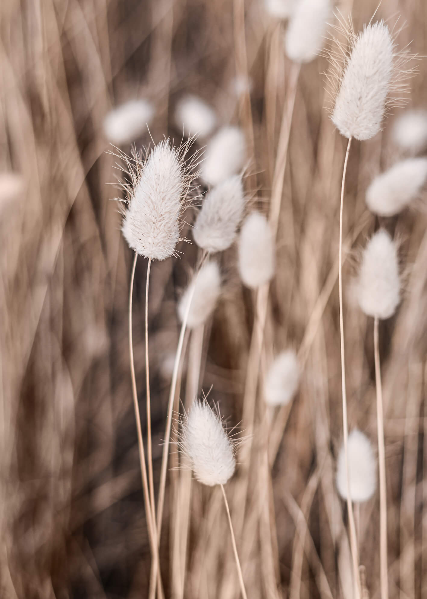 Canvastavla - Soft flowers