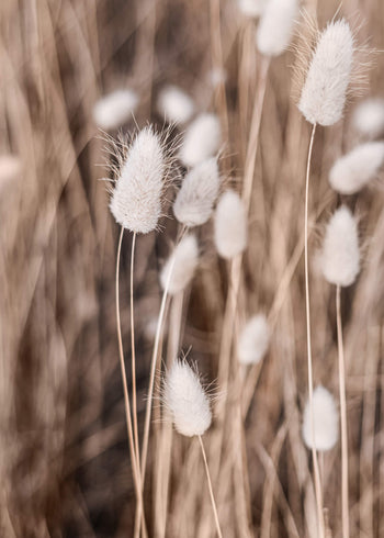 Canvastavla - Soft flowers