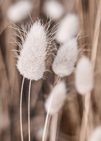 Canvastavla - Soft flowers