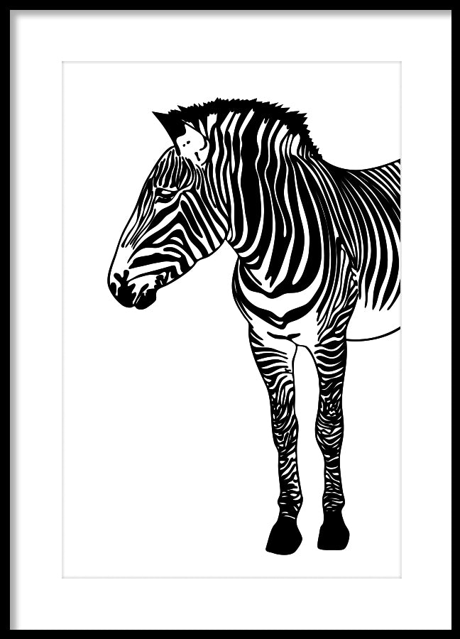 Poster - Zebra