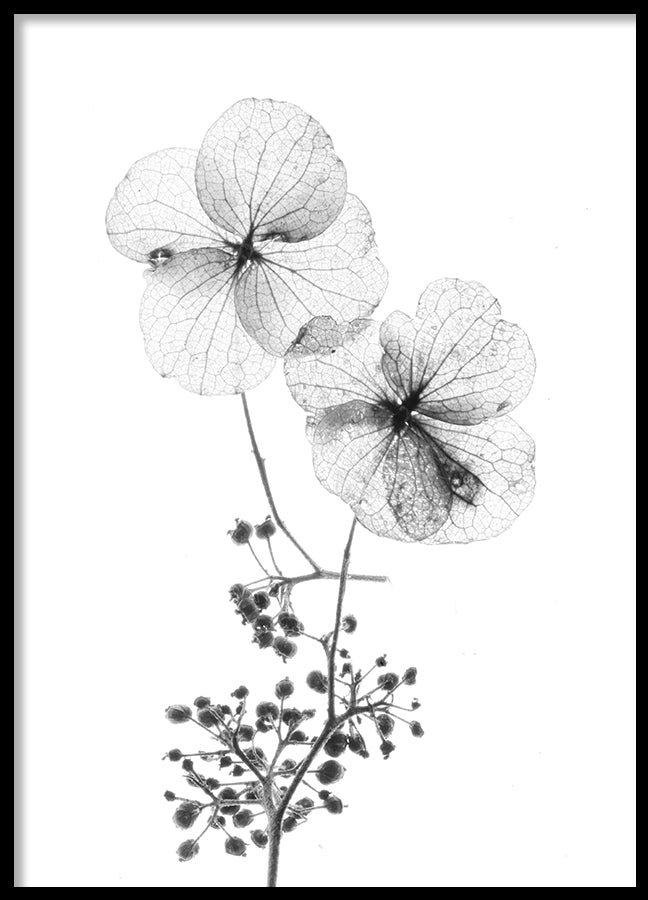 Poster - Dried flowers