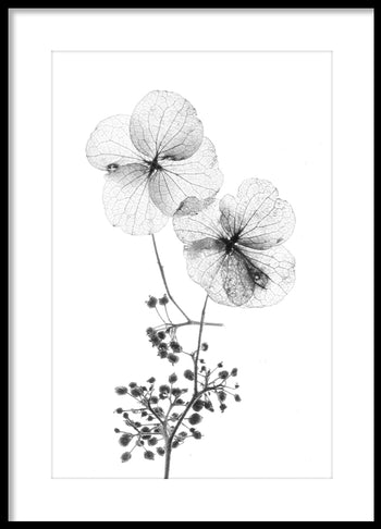 Poster - Dried flowers