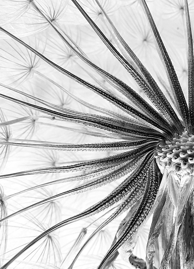 Poster - Flower