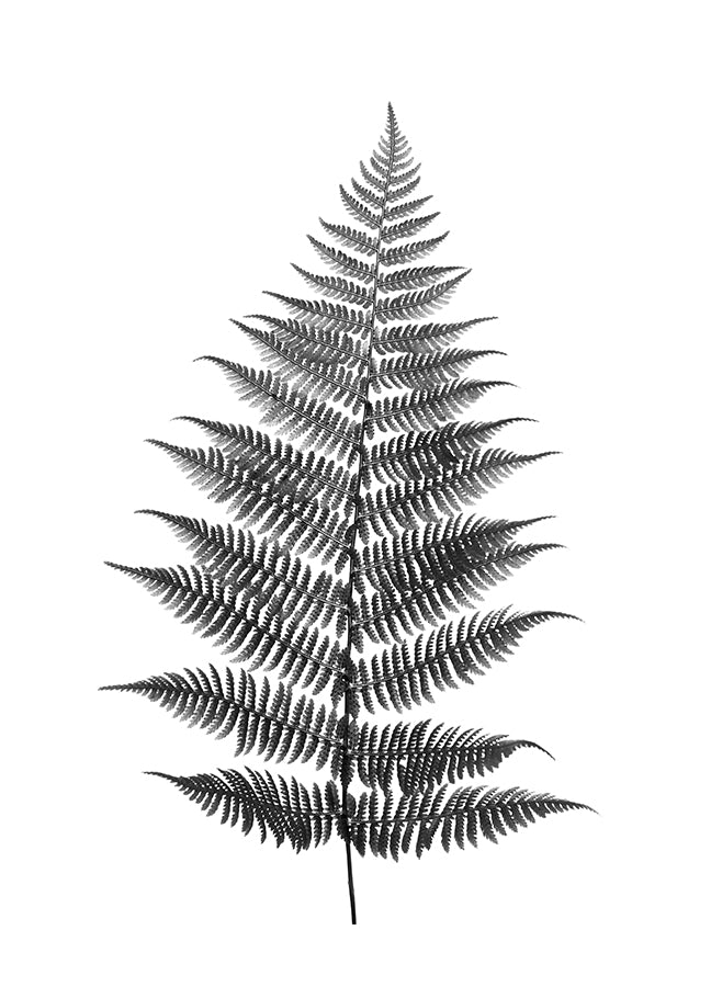 Poster - Fern
