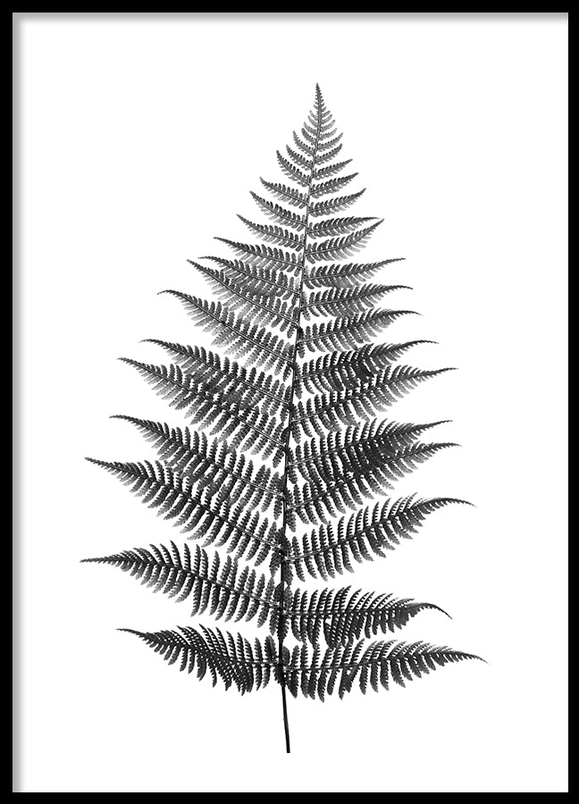Poster - Fern