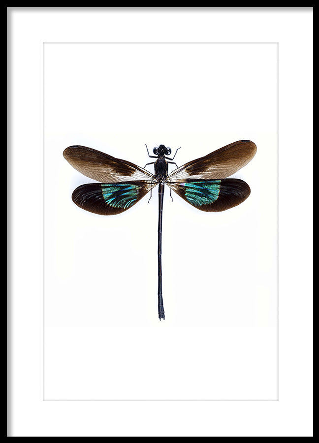 Poster - Dragonfly