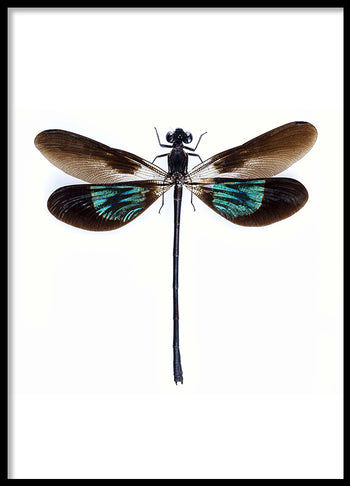Poster - Dragonfly