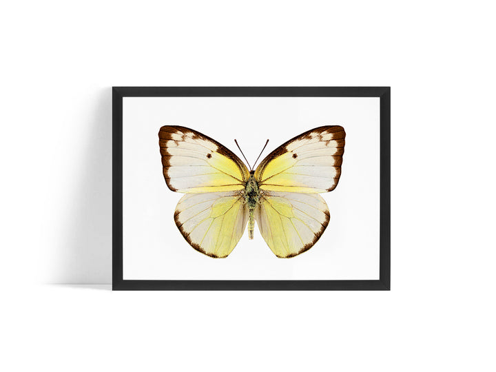 Poster - Butterfly