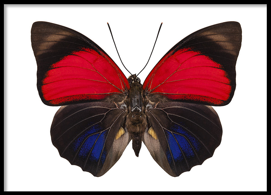 Poster - Butterfly
