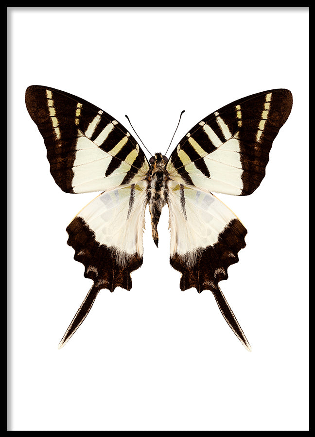 Poster - Butterfly