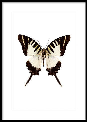 Poster - Butterfly