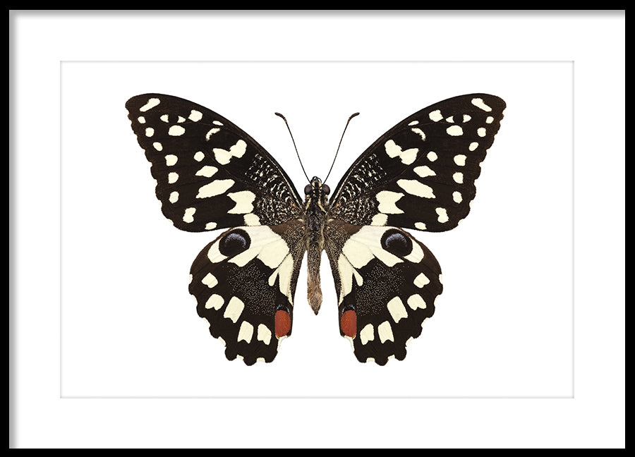 Poster - Butterfly