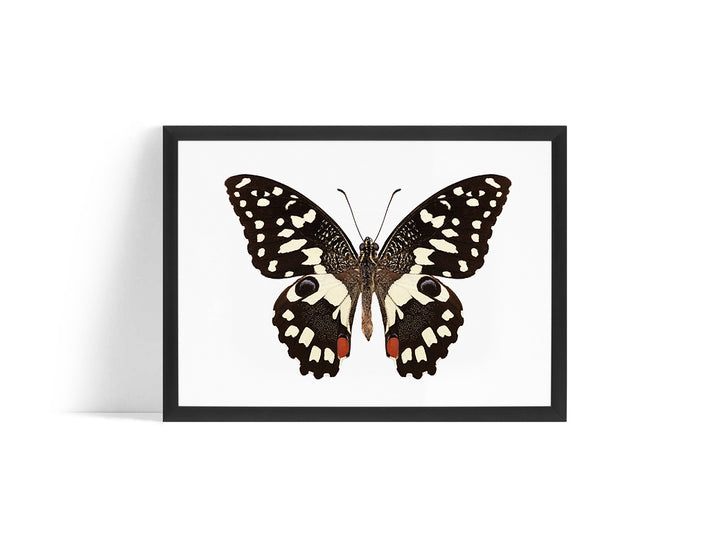 Poster - Butterfly