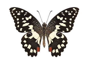 Poster - Butterfly