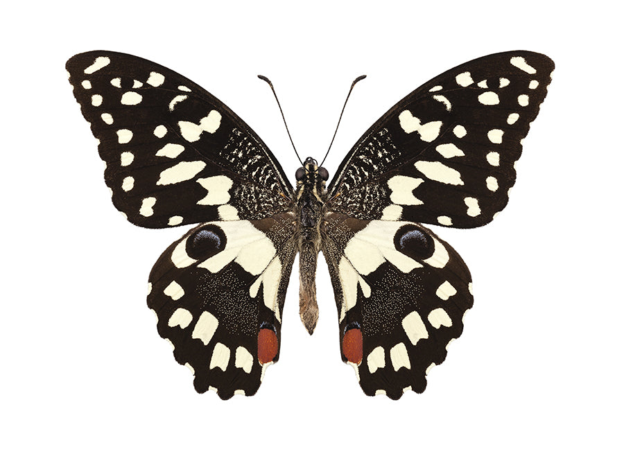 Poster - Butterfly