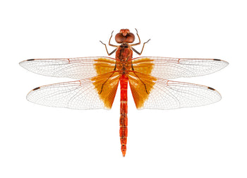 Poster - Dragonfly
