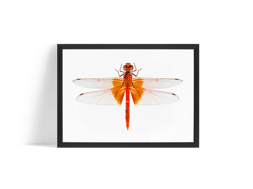 Poster - Dragonfly