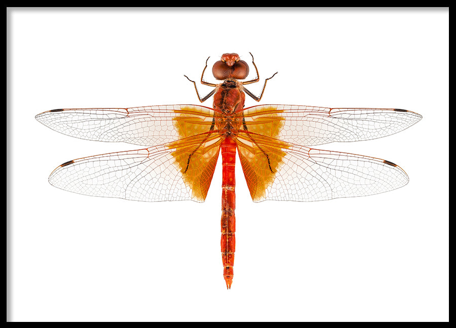 Poster - Dragonfly