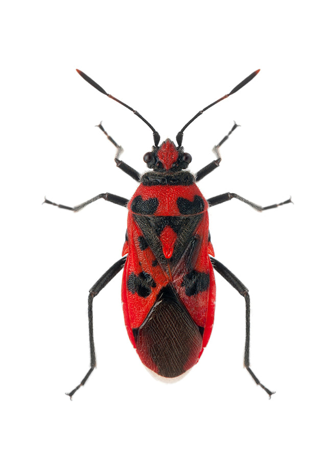 Poster - Insect