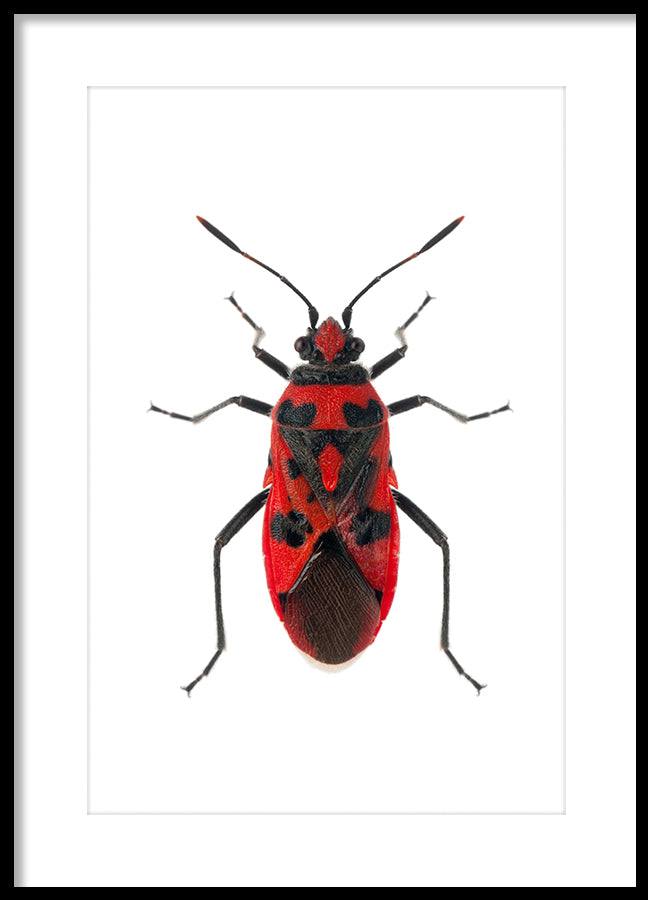 Poster - Insect