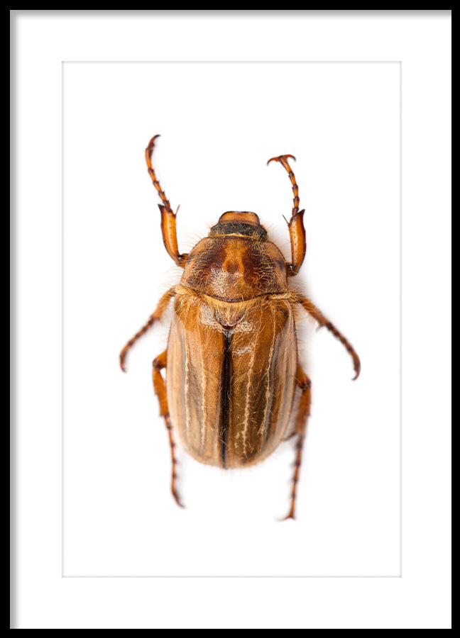 Poster - Beetle