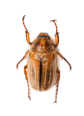 Poster - Beetle