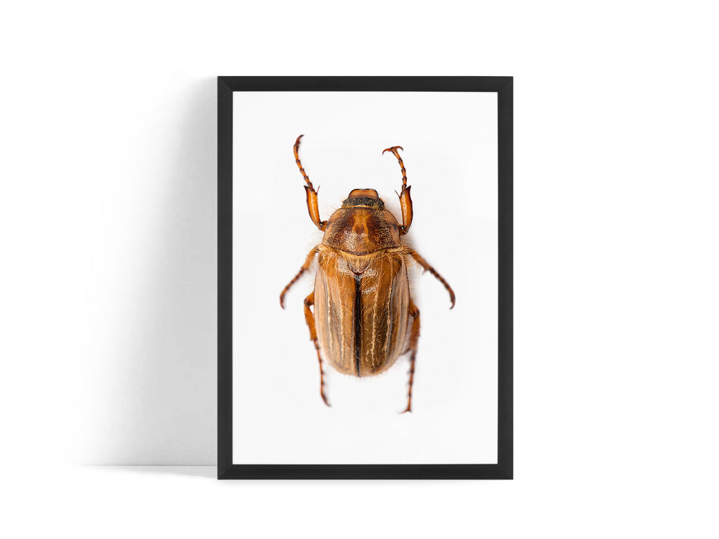 Poster - Beetle