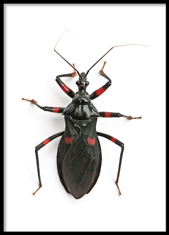 Poster - Insect