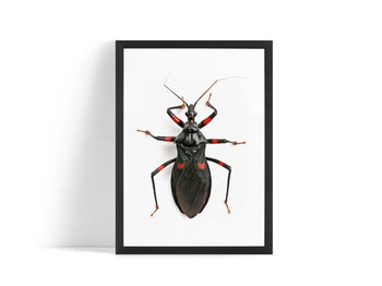 Poster - Insect