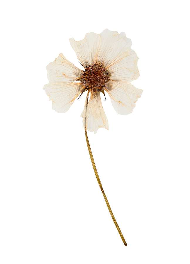 Poster - Dried flower