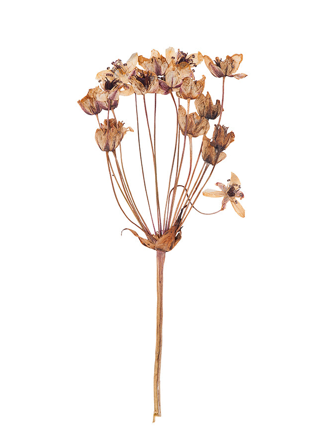 Poster - Dried flower