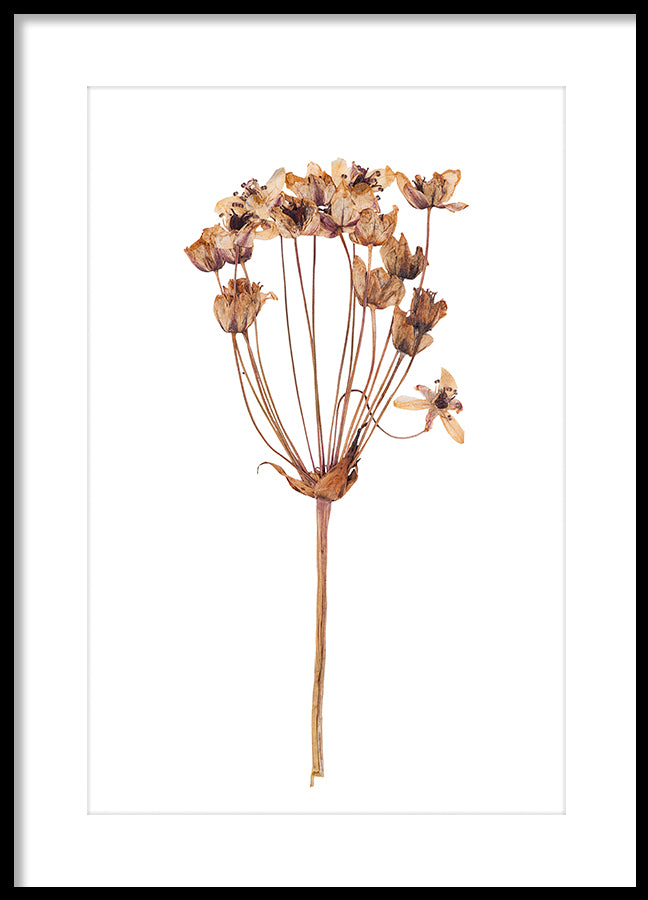 Poster - Dried flower