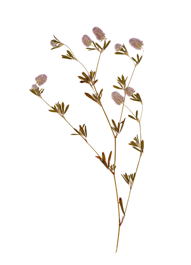 Poster - Dried flower