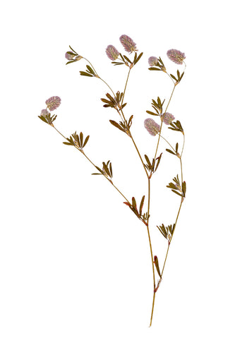 Poster - Dried flower