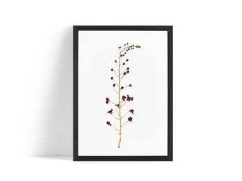 Poster - Dried flower