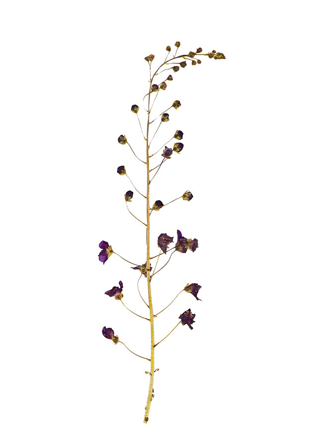 Poster - Dried flower