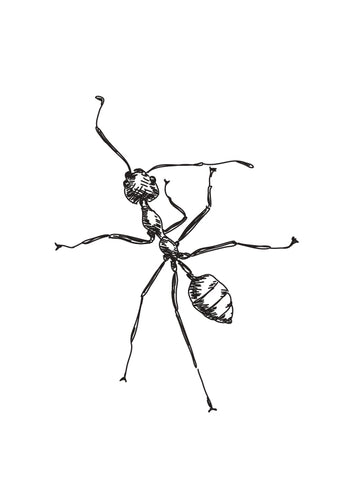Poster - Ant