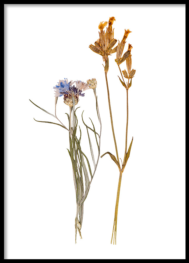 Poster - Dried flowers