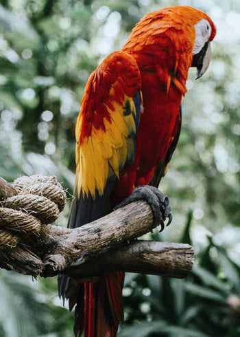 Canvastavla - Parrot