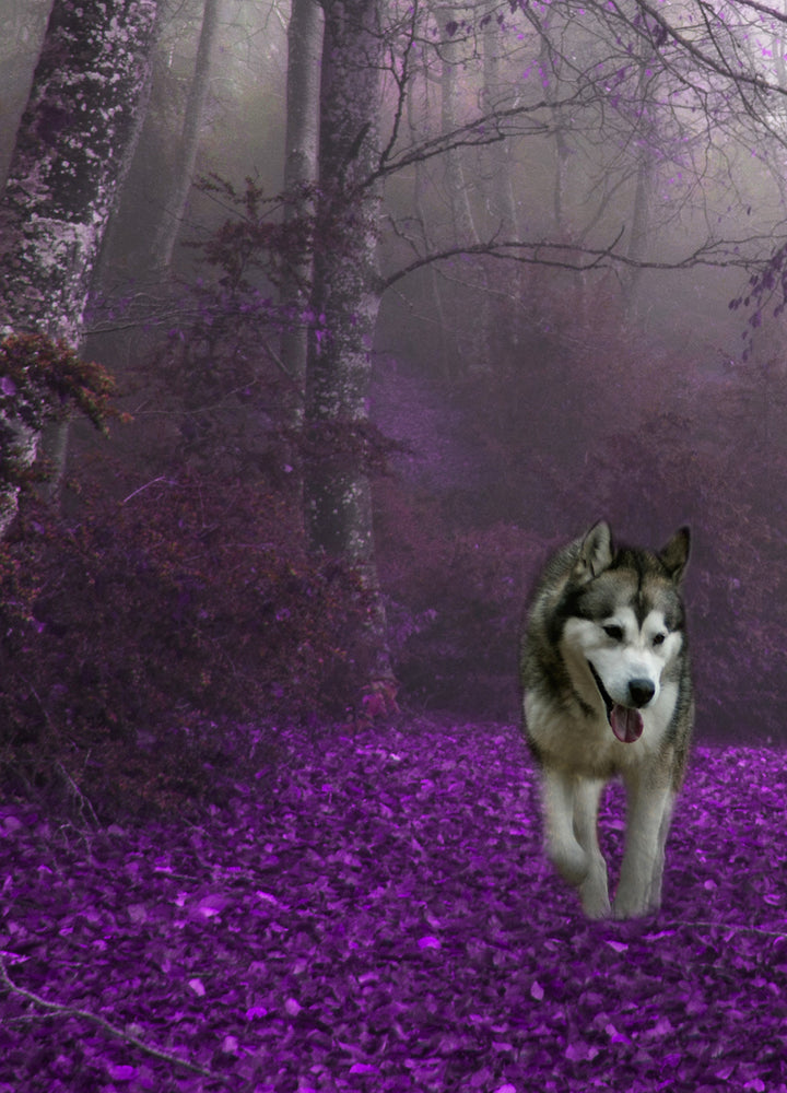 Canvastavla - Purple forest