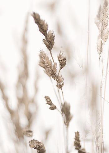 Canvastavla - Wild Grass in Winter