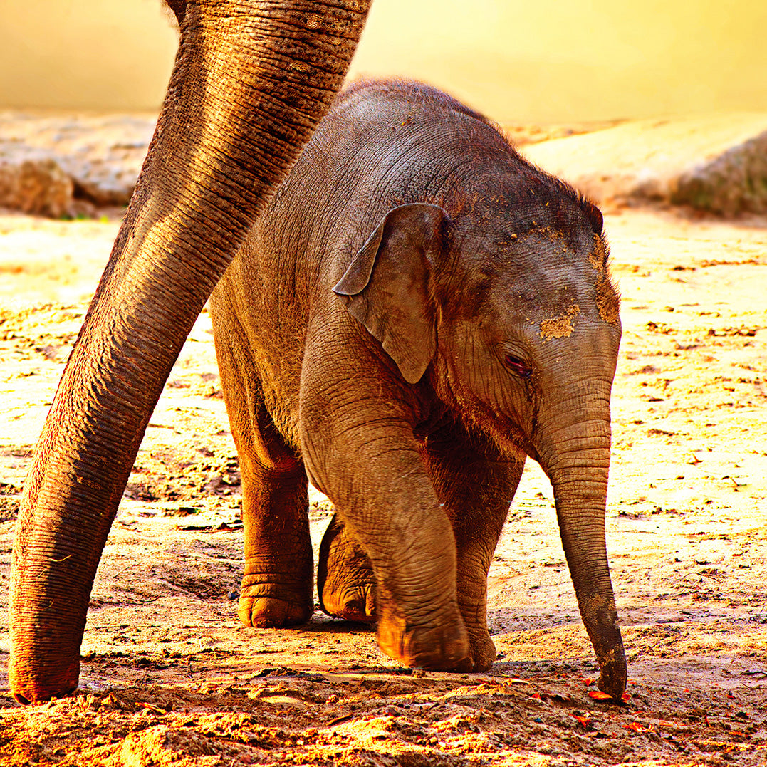 Canvastavla - Elephants