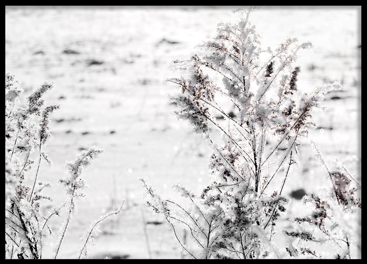 Poster - Snow Garden