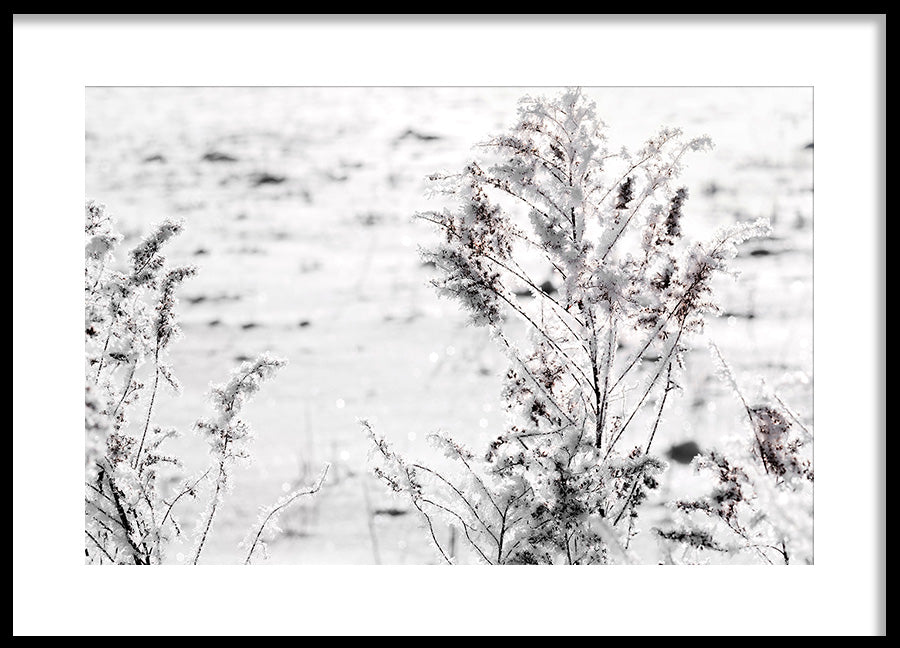 Poster - Snow Garden
