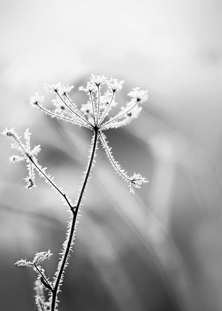 Canvastavla - Hoarfrost