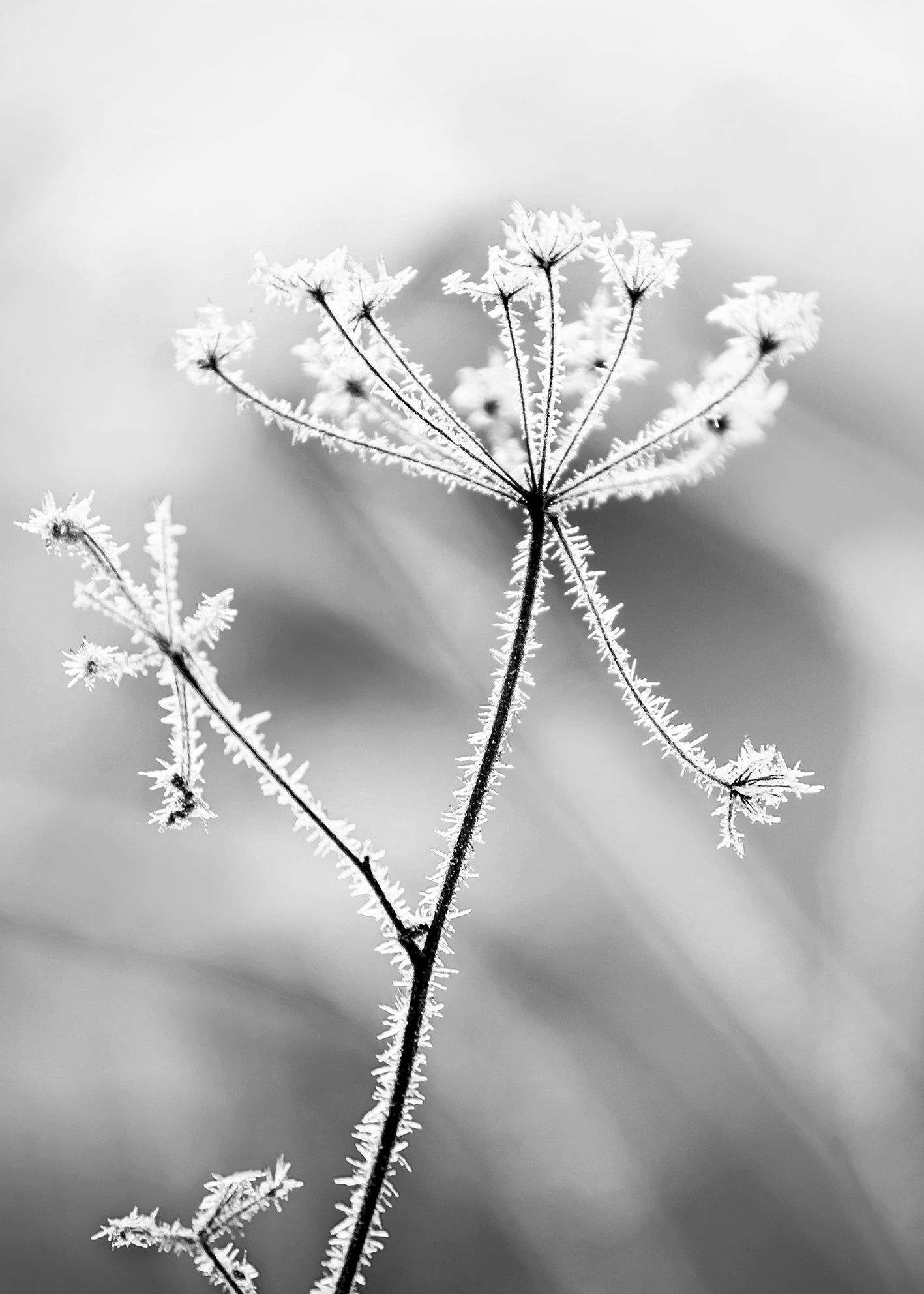 Canvastavla - Hoarfrost